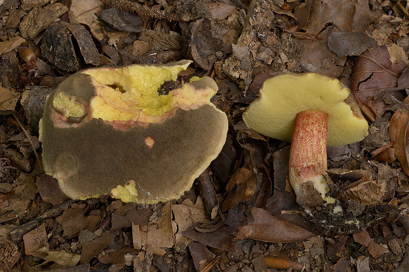 Xerocomellus pruinatus